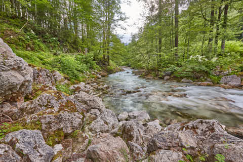 Gemeinde Ramsau Landkreis Berchtesgadener_Land Zauberwald am Hintersee (Dirschl Johann) Deutschland BGL